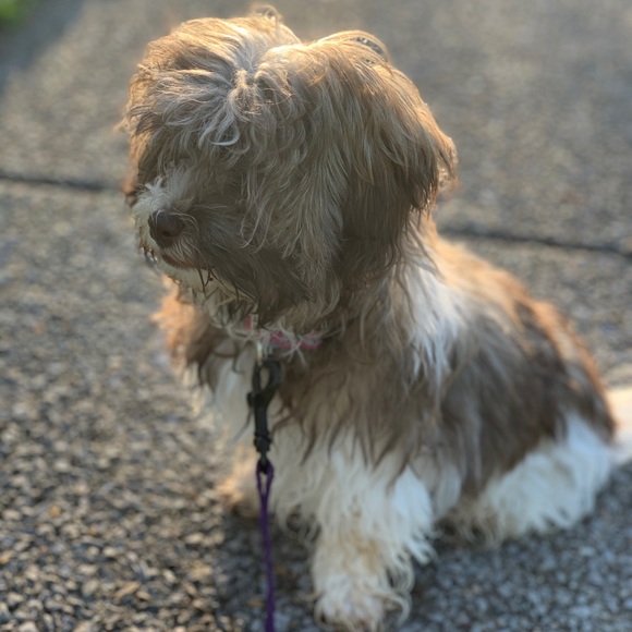 Meet your Posher, Chaney - Picture 1 of 1